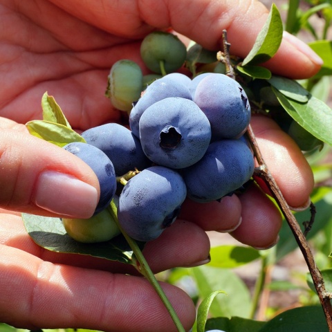 Borówka amerykańska Darrow 3-Letnie C2