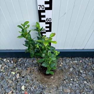 Borówka amerykańska Darrow 3-Letnie C2