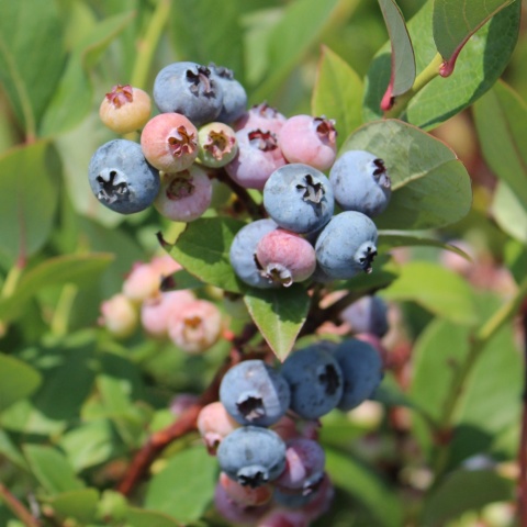 Borówka amerykańska Elljot 3-Letnie C2