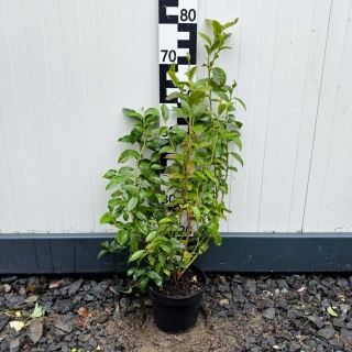 Borówka amerykańska Nelson 3-Letnie C2