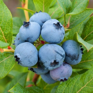 Borówka amerykańska Spartan 3-Letnie C2