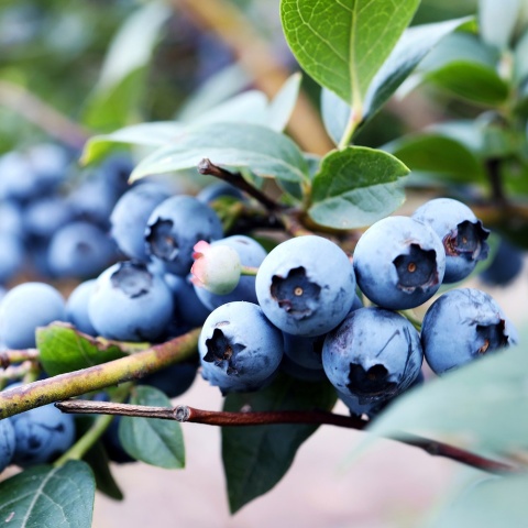 Borówka amerykańska Toro 3-Letnie C2