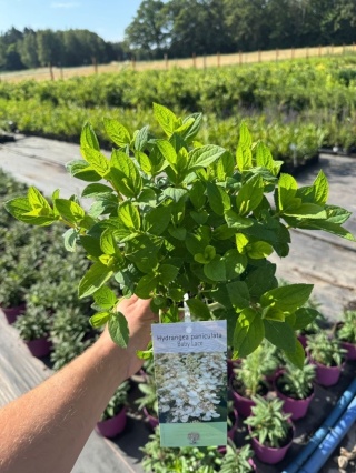 Hortensja bukietowa Baby Lace 3L