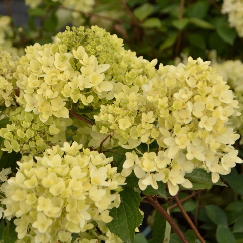 Hortensja bukietowa Bombshell 5L