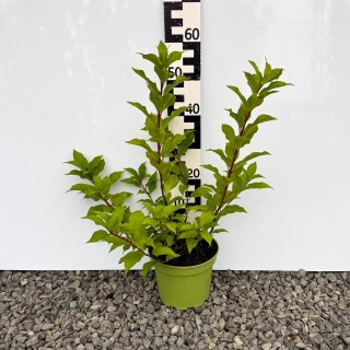 Hortensja bukietowa Bombshell 5L