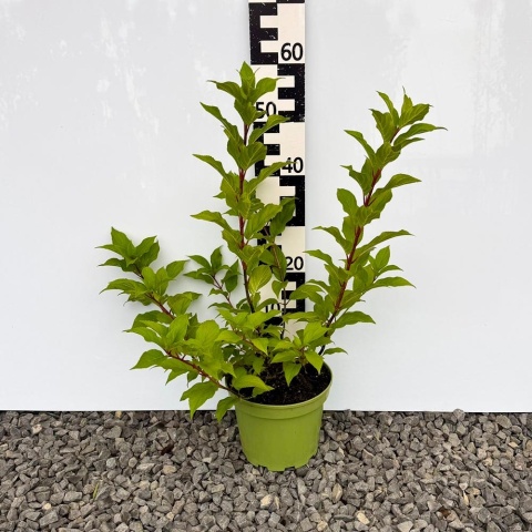 Hortensja bukietowa Bombshell 5L