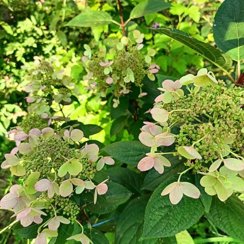 Hortensja bukietowa Butterfly 2L