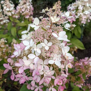 Hortensja bukietowa Confetti 3L