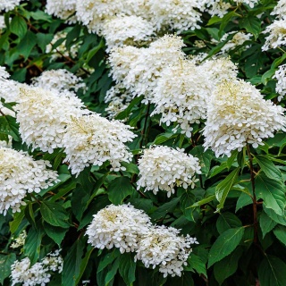 Hortensja bukietowa Dentelle De Gorron 2L