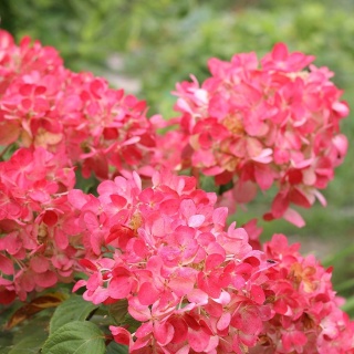 Hortensja bukietowa Diamant Rouge 2L