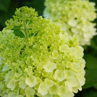 Hortensja bukietowa Kilimanjaro 5L