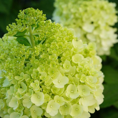 Hortensja bukietowa Kilimanjaro 5L