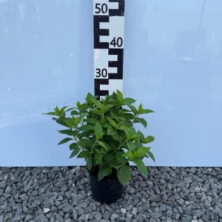 Hortensja bukietowa Limelight 3L