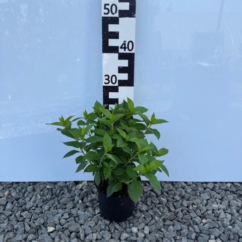 Hortensja bukietowa Limelight 3L