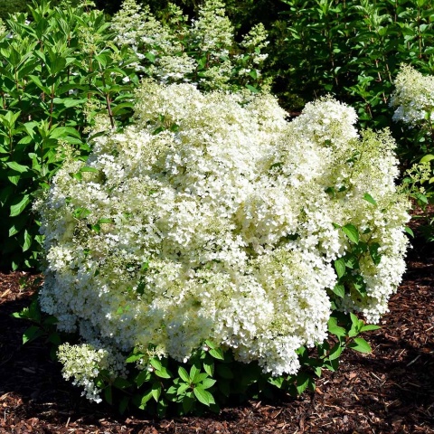 Hortensja bukietowa Little Alf 2L