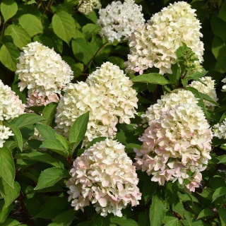 Hortensja bukietowa Little Fresco 2L