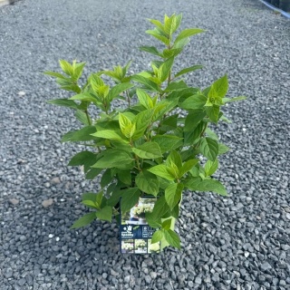 Hortensja bukietowa Little Spooky 2L