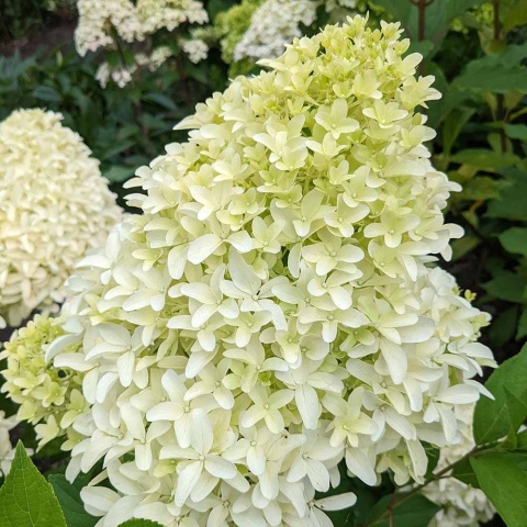 Hortensja bukietowa Living Bobo 2L