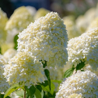 Hortensja bukietowa Living Cotton Cream 2L