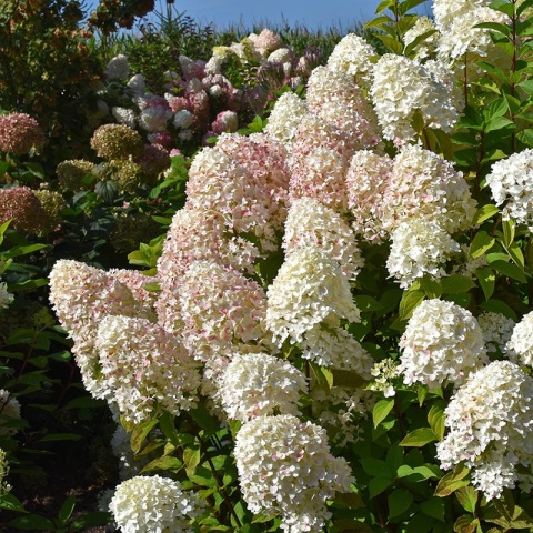 Hortensja bukietowa Living Little Blossom 2L