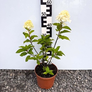 Hortensja bukietowa Living Sugar Rush 5L