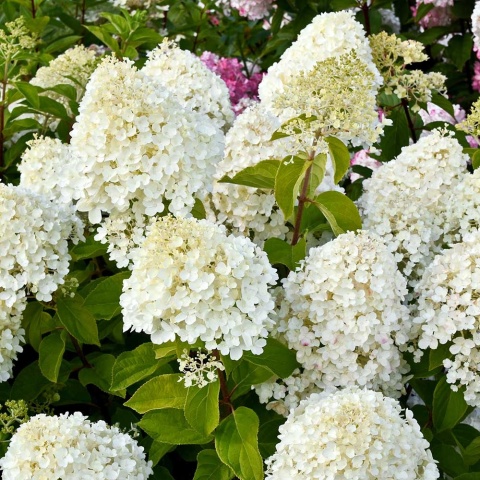 Hortensja bukietowa Living Summer Snow 2L