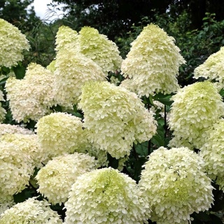 Hortensja bukietowa Magical Anders 5L