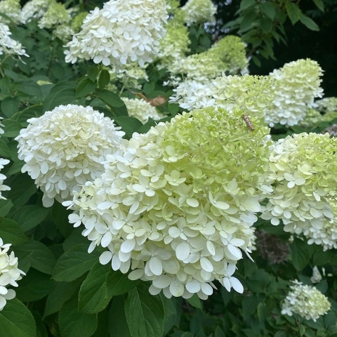 Hortensja bukietowa Magical Mount Blanc P9(0,5L)