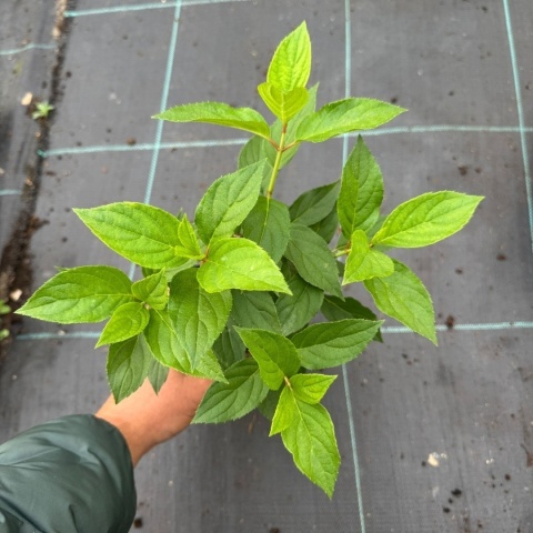 Hortensja bukietowa Magical Mount Blanc P9(0,5L)