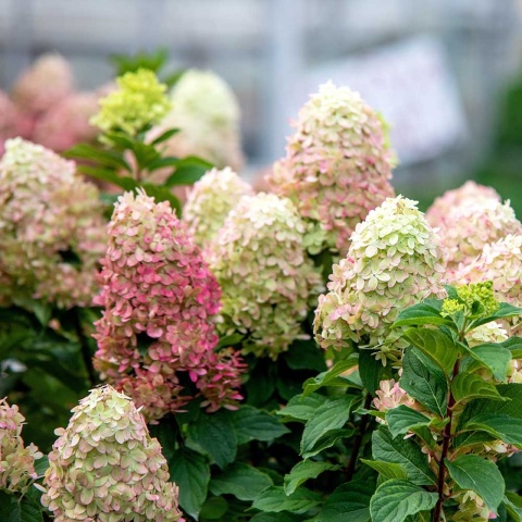 Hortensja bukietowa Magical Sweet Summer 2L