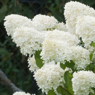 Hortensja bukietowa Panzola 3L