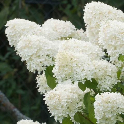Hortensja bukietowa Panzola 3L