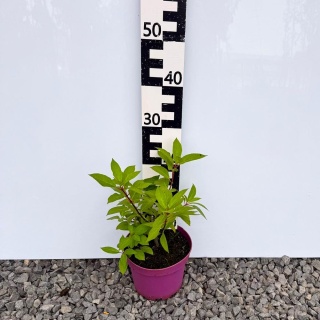 Hortensja bukietowa Panzola 3L