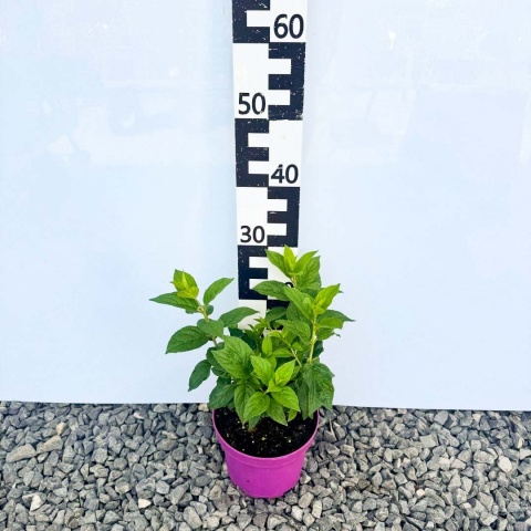 Hortensja bukietowa Petite Star 5L