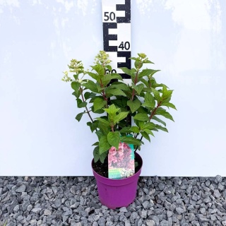 Hortensja bukietowa Petite Star PBR 3L