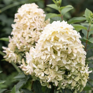 Hortensja bukietowa Skyfall 3L