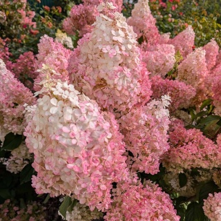 Hortensja bukietowa Summer Beauty 5L