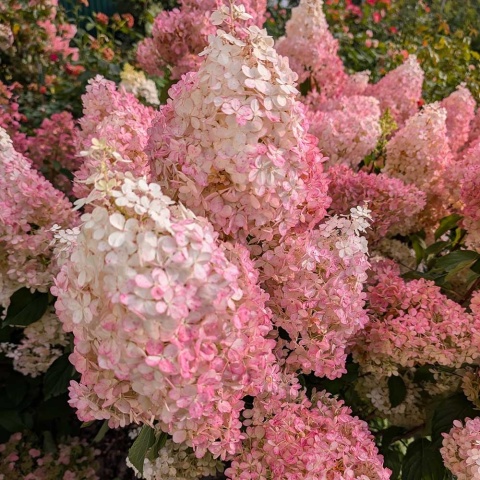 Hortensja bukietowa Summer Beauty 5L