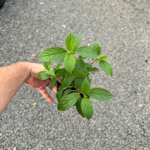 Hortensja bukietowa Sundae Fraise P9(0,5L)