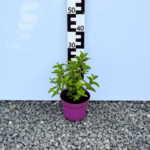 Hortensja bukietowa Vanille Fraise 3L