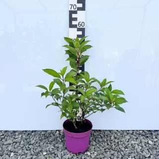 Hortensja bukietowa Vanille Fraise 5L