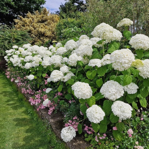 Hortensja krzewista Strong Annabelle P9 (0,5L)