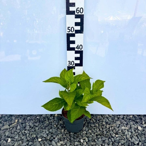 Hortensja ogrodowa Endless Summer Love 2L kwitnie na jednorocznych pędach