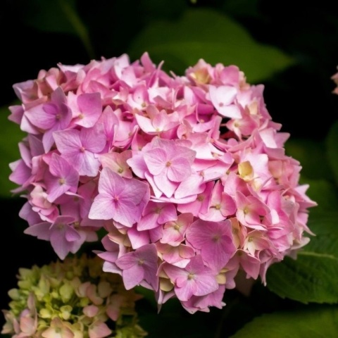 Hortensja ogrodowa In Pink 2L