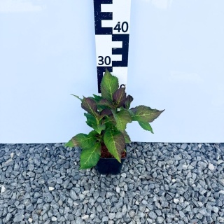 Hortensja ogrodowa In Pink 2L