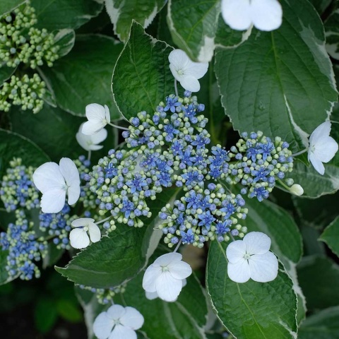 Hortensja ogrodowa Variegata 2L