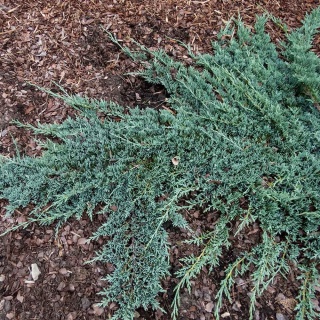 Jałowiec płożący Icee Blue 3L