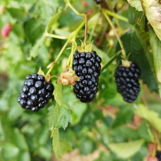 Jeżyna bezkolcowa Thornfree 2L