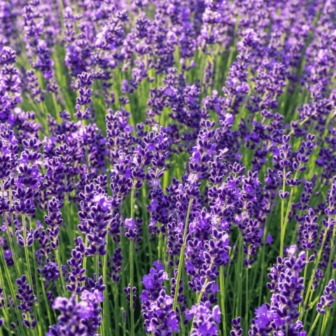 Lawenda wąskolistna Hidcote Blue P9(0,5L)