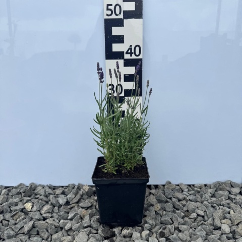 Lawenda wąskolistna Hidcote Blue P9(0,5L)